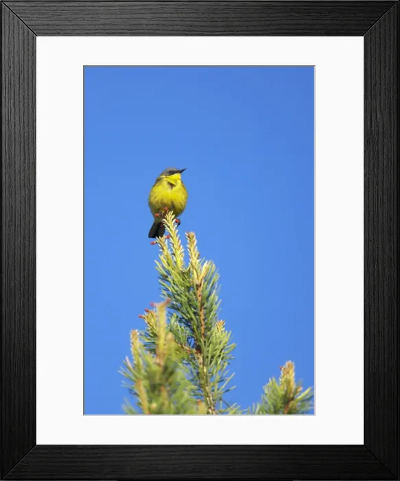 Framed Print : Picture No. 10883879 Framed Print : Picture No. 10883879