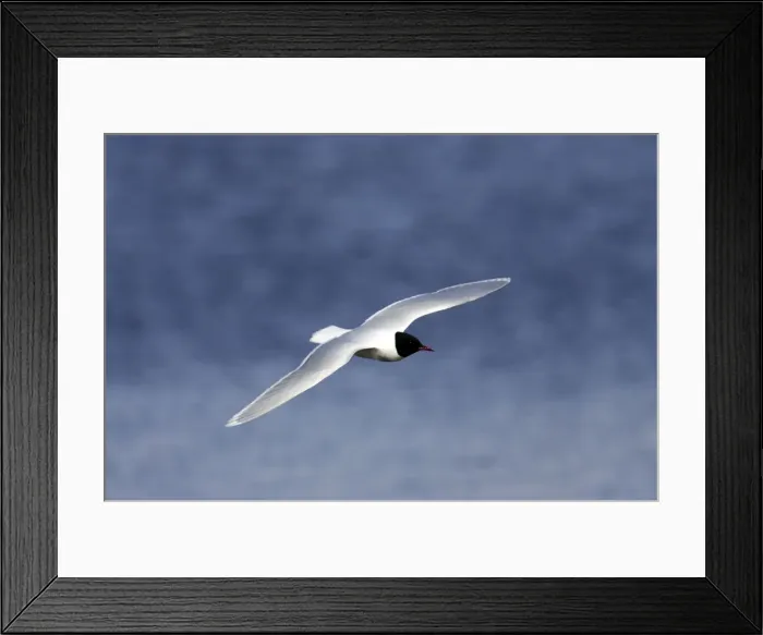 Framed Print : Picture No. 10883883 Framed Print : Picture No. 10883883