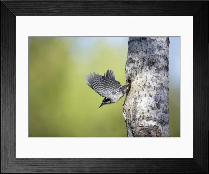 Framed Print : Picture No. 10883877 Framed Print : Picture No. 10883877