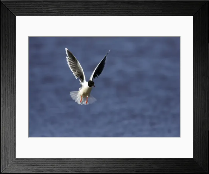 Framed Print : Picture No. 10883884 Framed Print : Picture No. 10883884