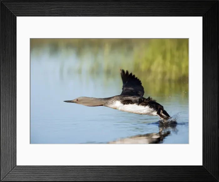 Framed Print : Picture No. 10883887 Framed Print : Picture No. 10883887