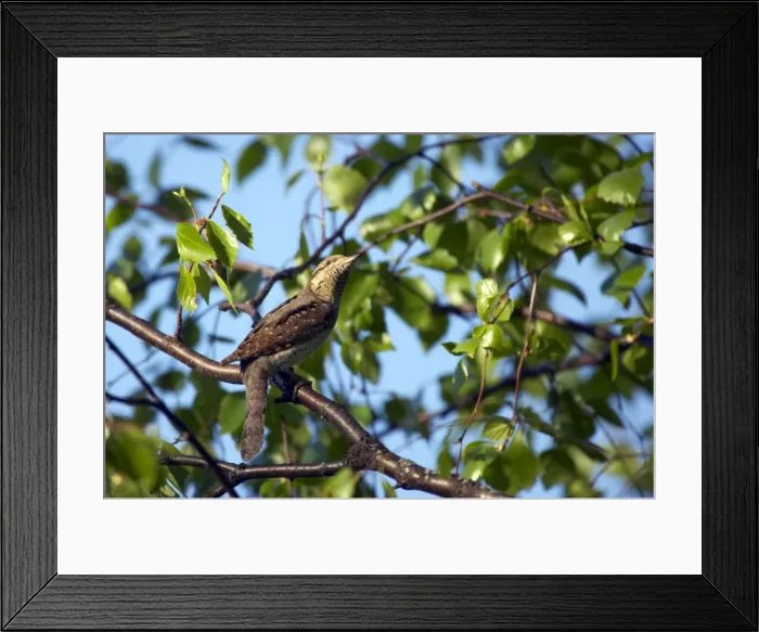 Framed Print : Picture No. 10883880 Framed Print : Picture No. 10883880