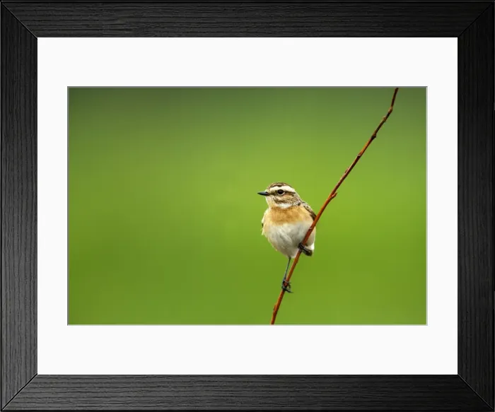 Framed Print : Picture No. 10883891 Framed Print : Picture No. 10883891