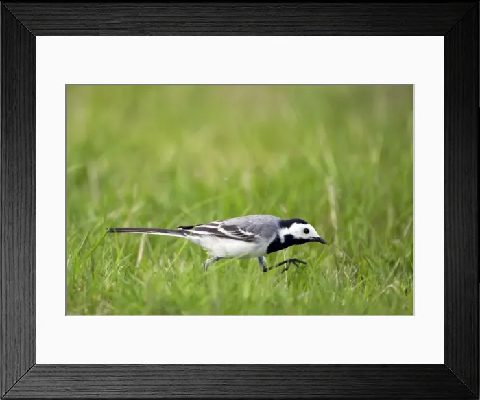 Framed Print : Picture No. 10883892 Framed Print : Picture No. 10883892