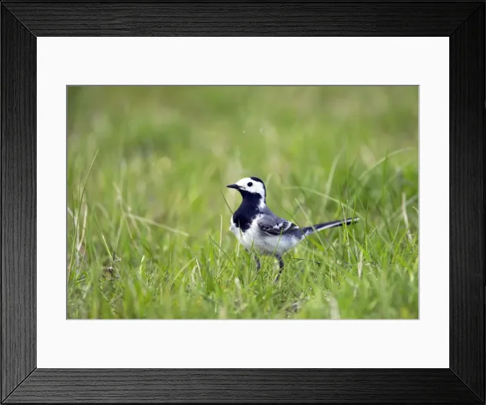 Framed Print : Picture No. 10883893 Framed Print : Picture No. 10883893