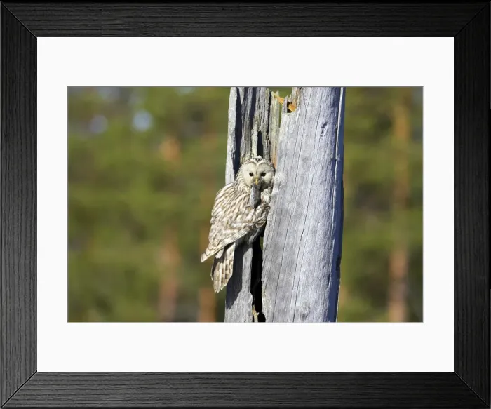 Framed Print : Picture No. 10883895 Framed Print : Picture No. 10883895