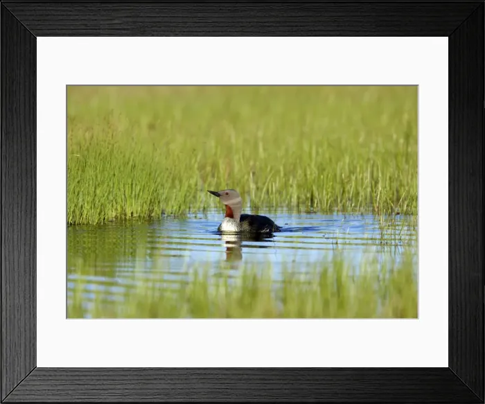 Framed Print : Picture No. 10883889 Framed Print : Picture No. 10883889
