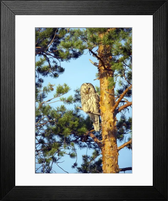Framed Print : Picture No. 10883894 Framed Print : Picture No. 10883894