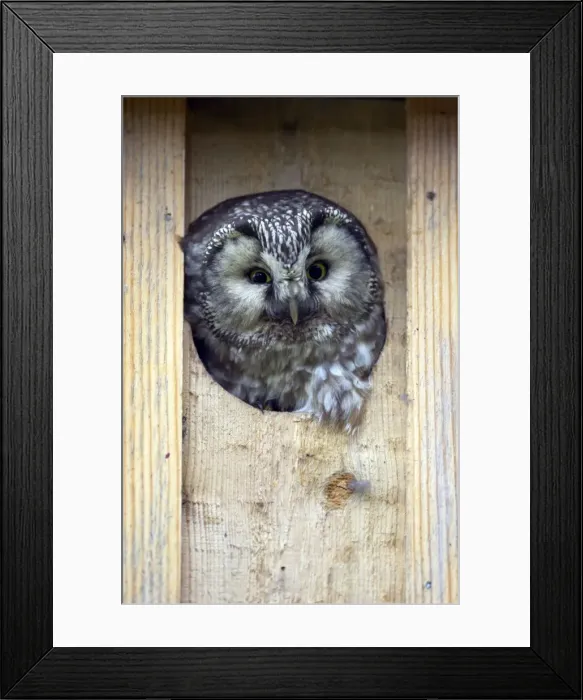 Framed Print : Picture No. 10883899 Framed Print : Picture No. 10883899