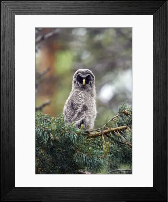 Framed Print : Picture No. 10883896 Framed Print : Picture No. 10883896