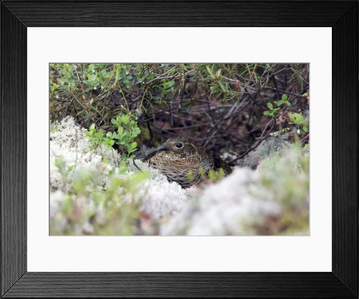 Framed Print : Picture No. 10883902