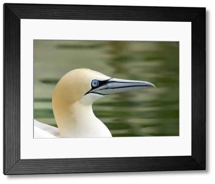 Framed Print : Picture No. 10883903 Framed Print : Picture No. 10883903