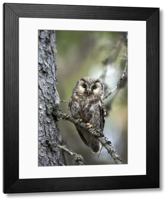 Framed Print : Picture No. 10883900 Framed Print : Picture No. 10883900