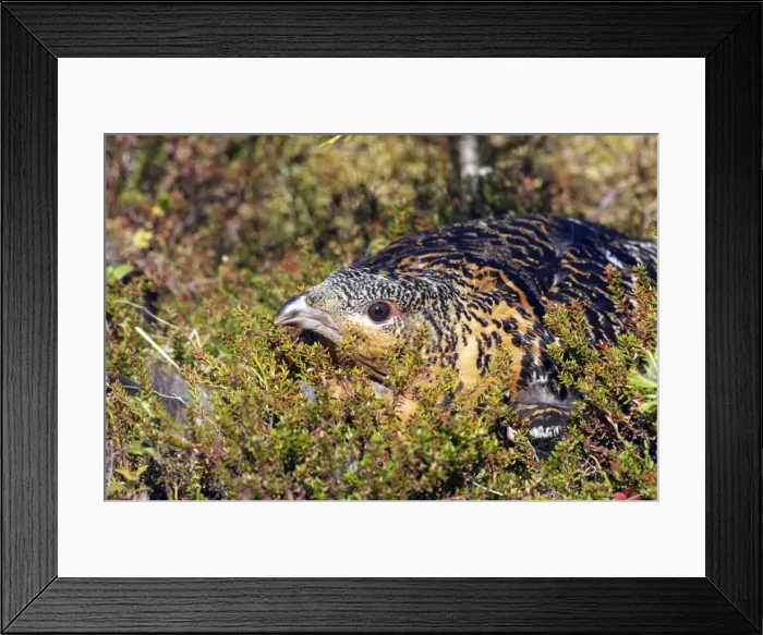 Framed Print : Picture No. 10883901 Framed Print : Picture No. 10883901