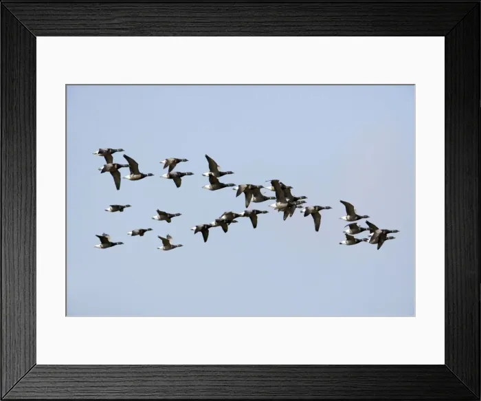 Framed Print : Picture No. 10883905 Framed Print : Picture No. 10883905