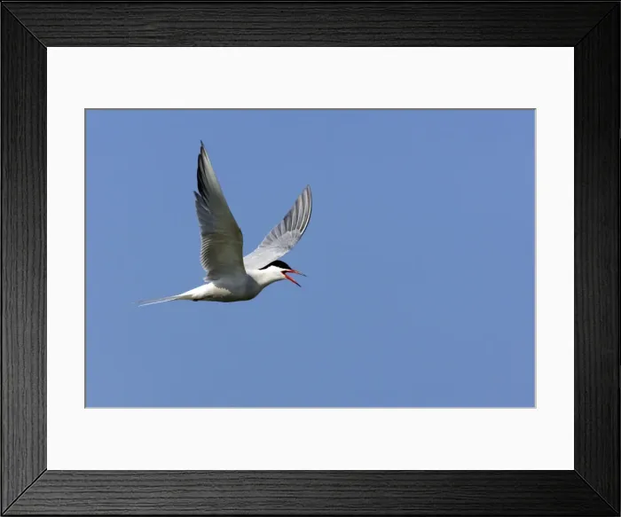 Framed Print : Picture No. 10883907 Framed Print : Picture No. 10883907