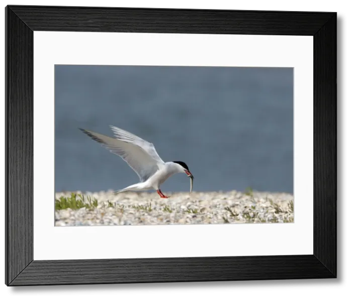 Framed Print : Picture No. 10883908 Framed Print : Picture No. 10883908