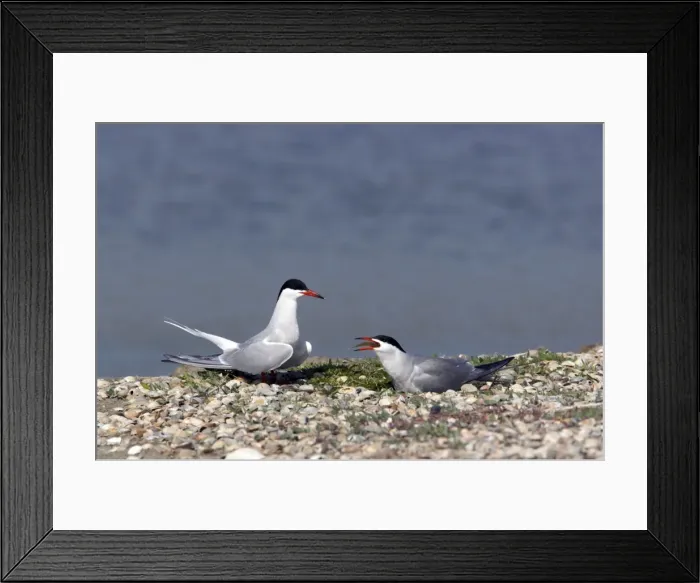 Framed Print : Picture No. 10883909 Framed Print : Picture No. 10883909