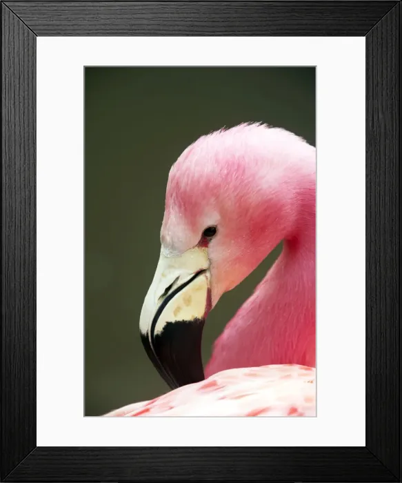 Framed Print : Picture No. 10883960 Framed Print : Picture No. 10883960