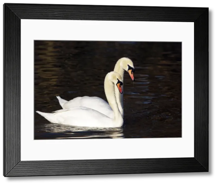 Framed Print : Picture No. 10883955 Framed Print : Picture No. 10883955