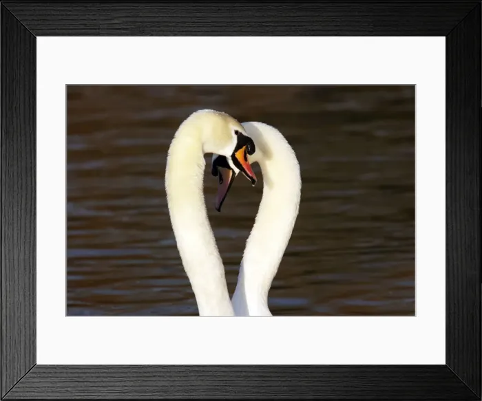 Framed Print : Picture No. 10883956 Framed Print : Picture No. 10883956