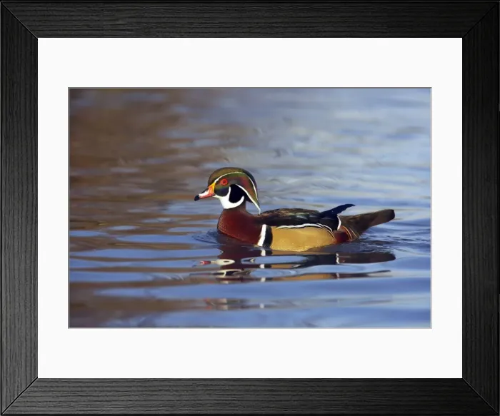 Framed Print : Picture No. 10883961 Framed Print : Picture No. 10883961