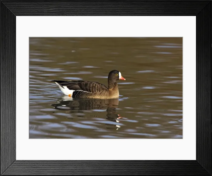Framed Print : Picture No. 10883965 Framed Print : Picture No. 10883965