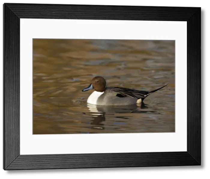 Framed Print : Picture No. 10883962 Framed Print : Picture No. 10883962