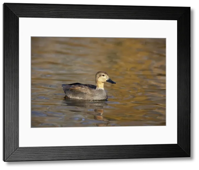 Framed Print : Picture No. 10883964 Framed Print : Picture No. 10883964
