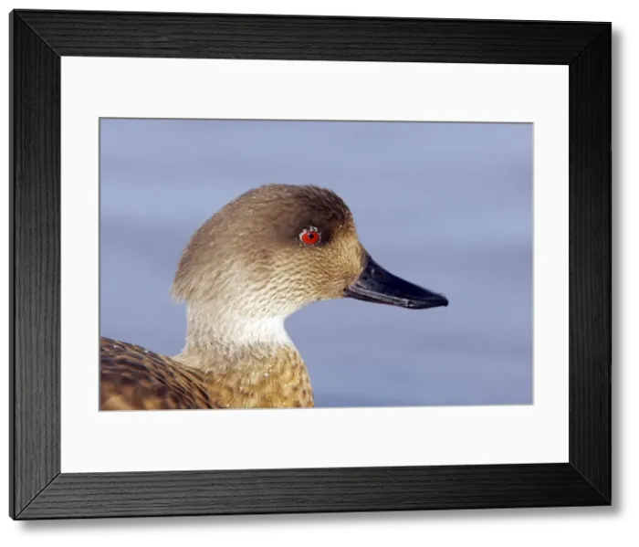 Framed Print : Picture No. 10883966 Framed Print : Picture No. 10883966