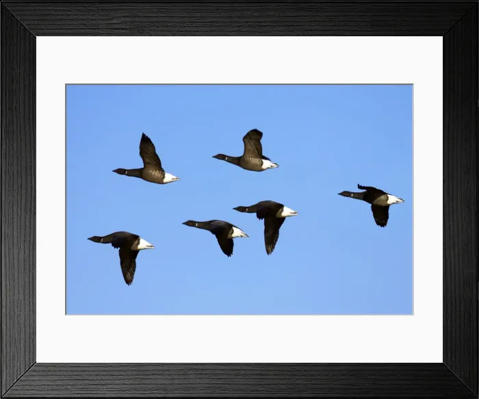 Framed Print : Picture No. 10883970 Framed Print : Picture No. 10883970
