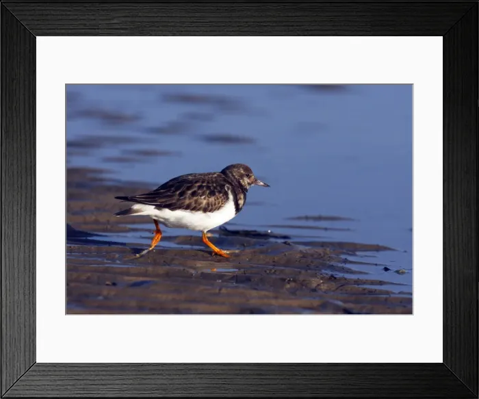 Framed Print : Picture No. 10883967 Framed Print : Picture No. 10883967