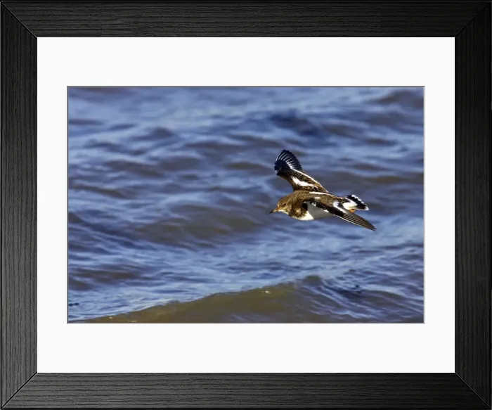 Framed Print : Picture No. 10883968 Framed Print : Picture No. 10883968