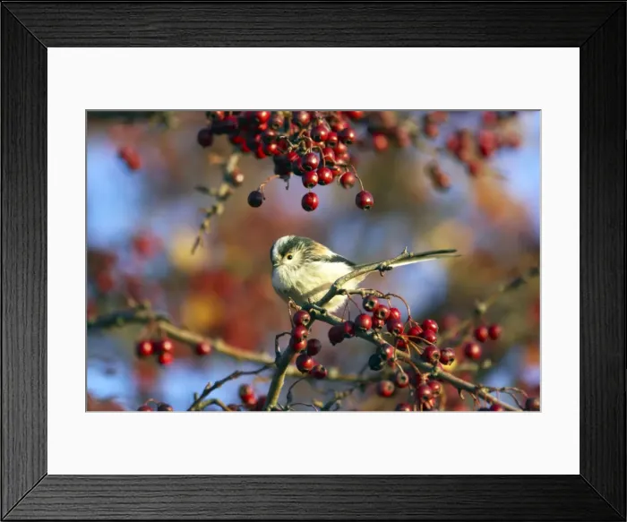 Framed Print : Picture No. 10883972 Framed Print : Picture No. 10883972