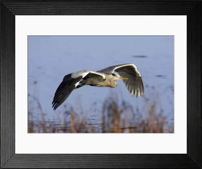 Framed Print : Picture No. 10883971 Framed Print : Picture No. 10883971