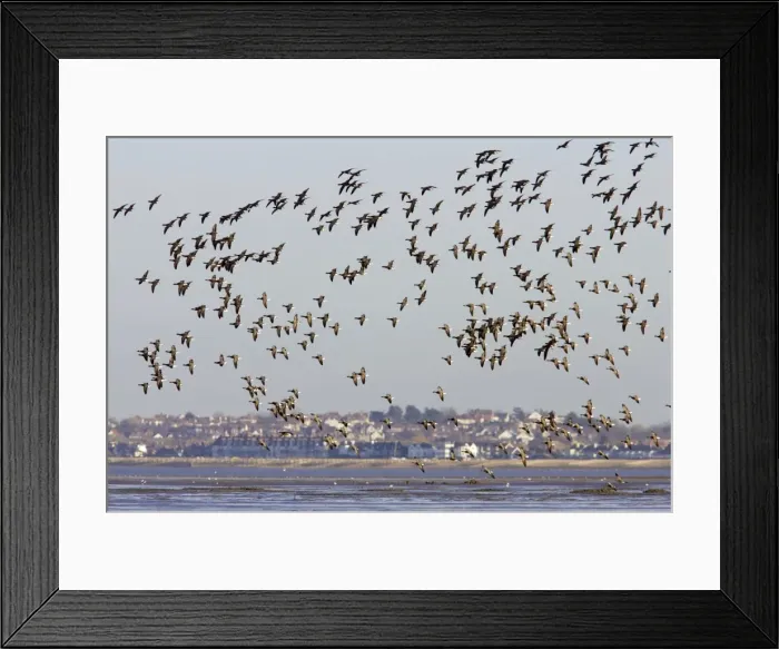 Framed Print : Picture No. 10883969 Framed Print : Picture No. 10883969