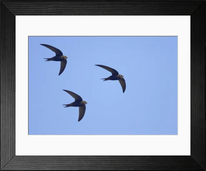 Framed Print : Picture No. 10883974