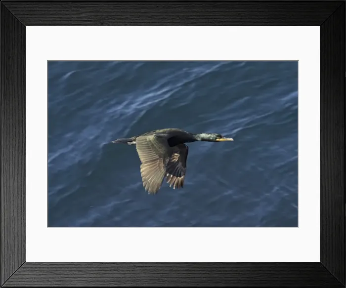 Framed Print : Picture No. 10883978 Framed Print : Picture No. 10883978