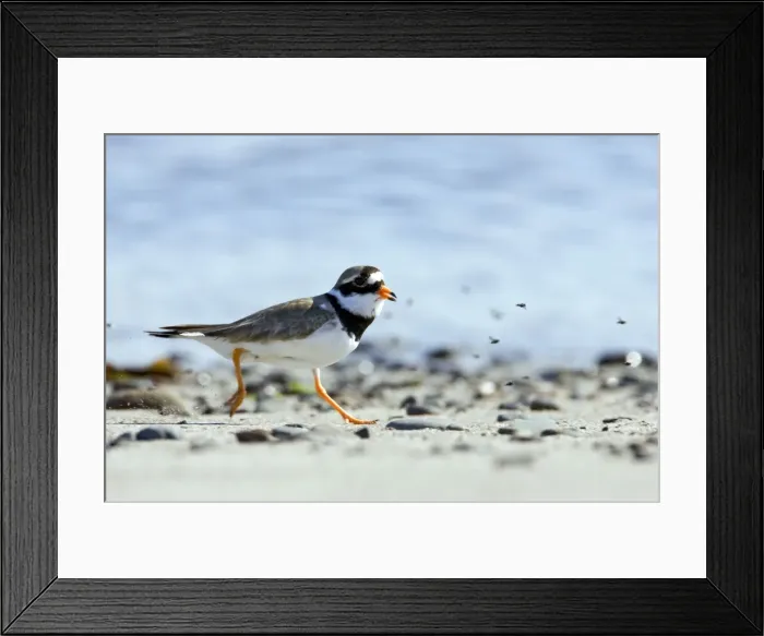 Framed Print : Picture No. 10883979 Framed Print : Picture No. 10883979
