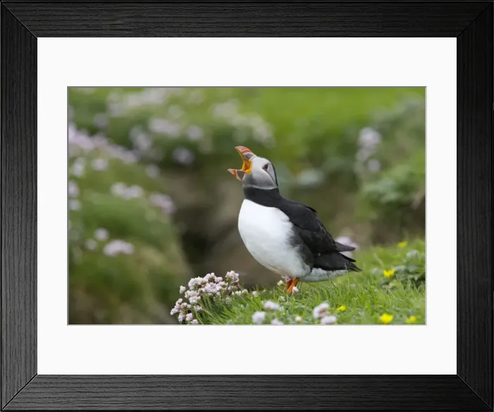 Framed Print : Picture No. 10883980 Framed Print : Picture No. 10883980