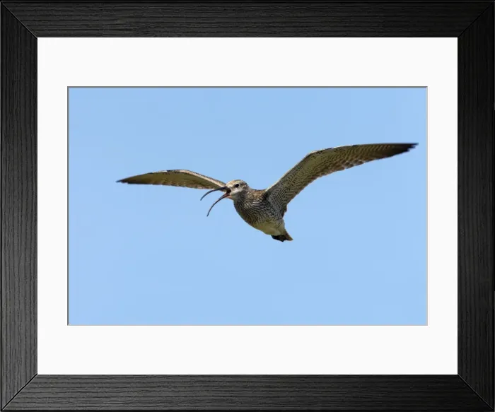 Framed Print : Picture No. 10883976 Framed Print : Picture No. 10883976