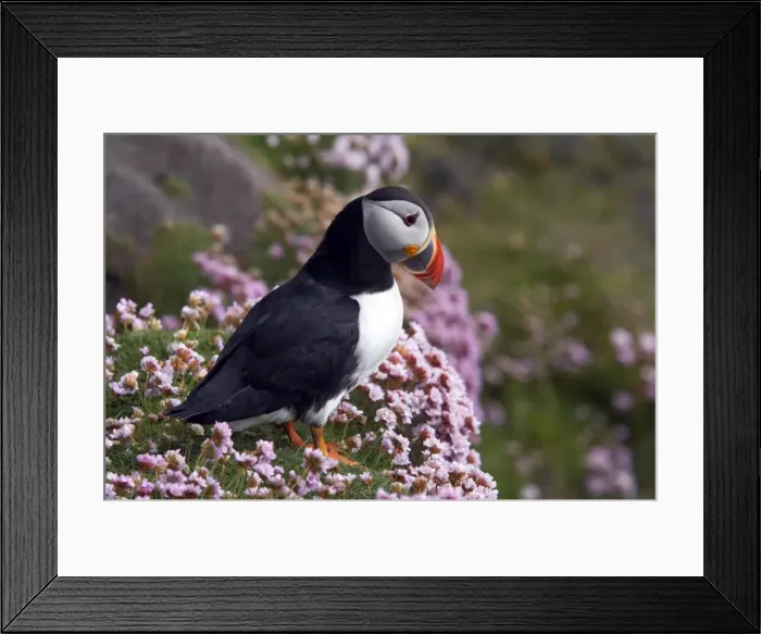 Framed Print : Picture No. 10883983 Framed Print : Picture No. 10883983