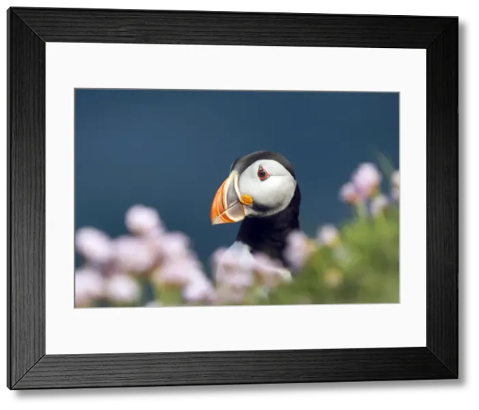Framed Print : Picture No. 10883981