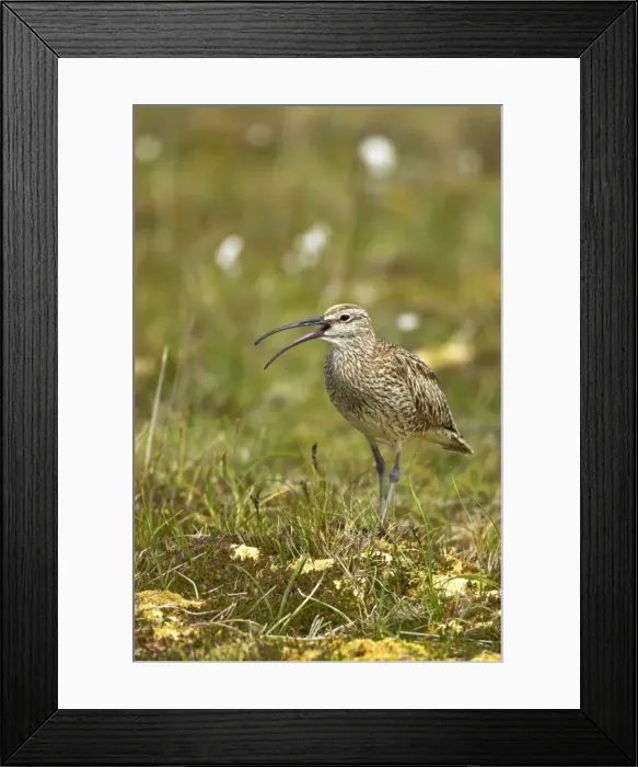 Framed Print : Picture No. 10883977 Framed Print : Picture No. 10883977