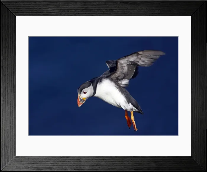 Framed Print : Picture No. 10883985 Framed Print : Picture No. 10883985