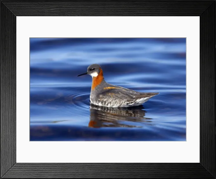 Framed Print : Picture No. 10883986 Framed Print : Picture No. 10883986