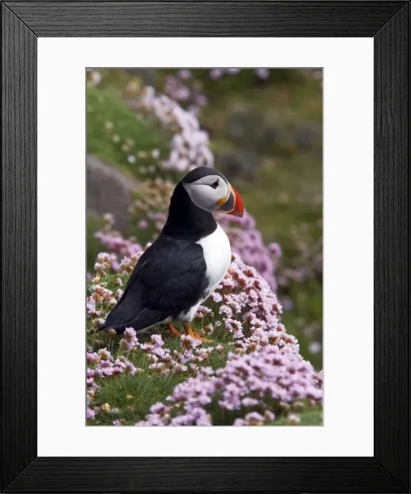 Framed Print : Picture No. 10883982 Framed Print : Picture No. 10883982