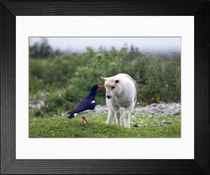 Framed Print : Picture No. 10883988 Framed Print : Picture No. 10883988