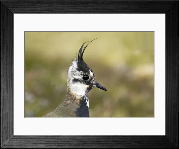Framed Print : Picture No. 10883990 Framed Print : Picture No. 10883990