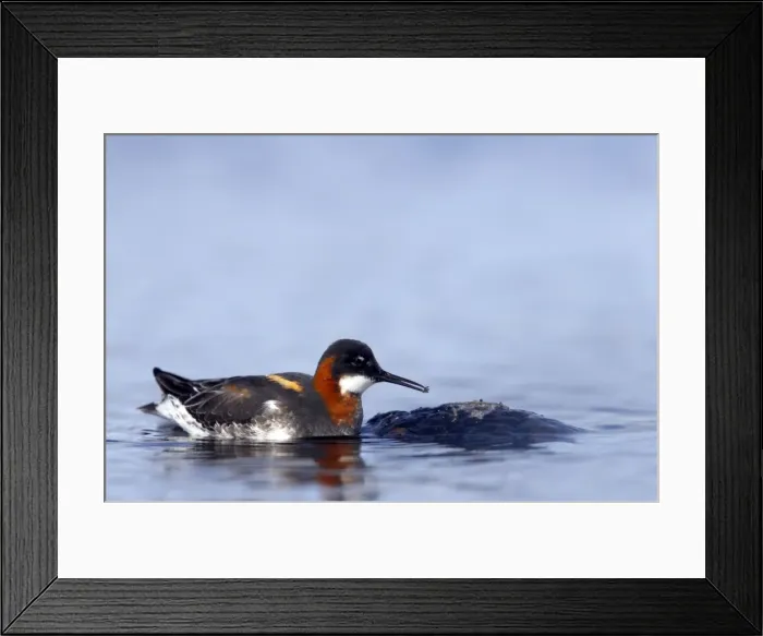 Framed Print : Picture No. 10883987 Framed Print : Picture No. 10883987